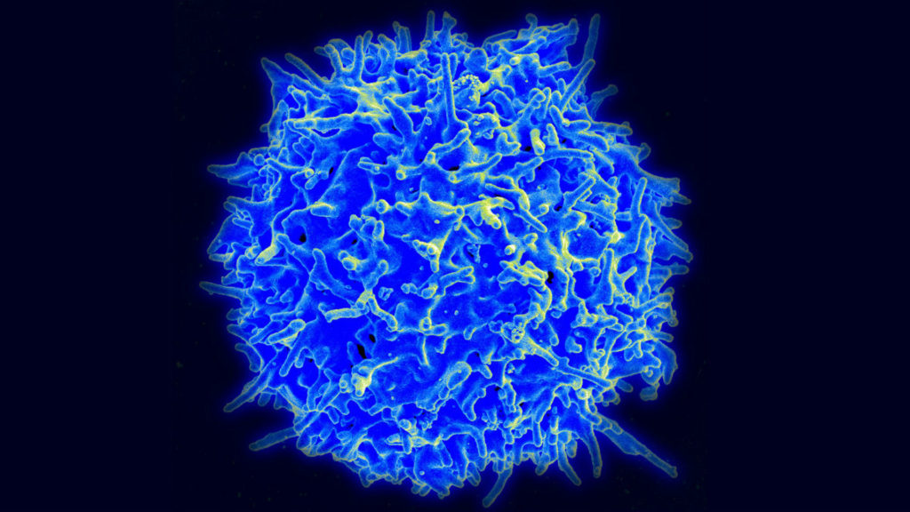 Победить рак с помощью иммунных клеток – возможно!