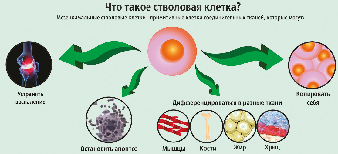 Стволовые клетки в онкологии